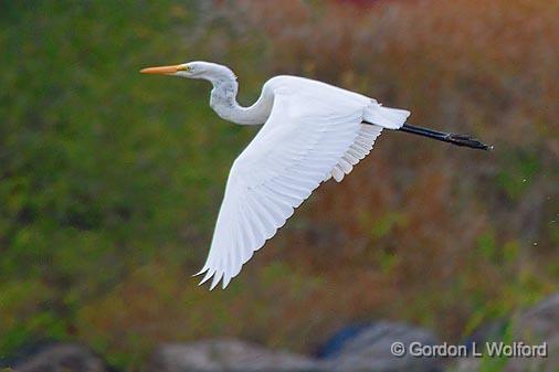 Egret In Flight_25885.jpg - Great Egret (Ardea alba) photographed at Ottawa, Ontario, Canada.